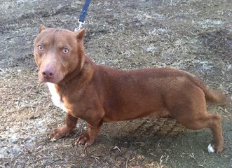 Chien PitBull Teckel