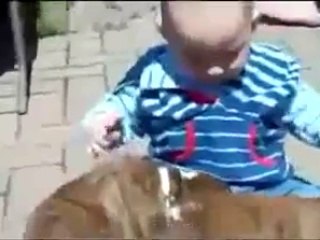 Bebeği Annesi Sanan Sevimli Köpekler