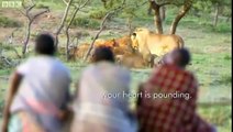 Man vs Lions. Maasai Men Stealing Lions Food Without a Fight. (Low)