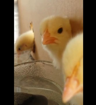 Cute and Curios Chicks Don't Want to Miss a Thing