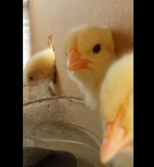 Cute and Curios Chicks Don't Want to Miss a Thing