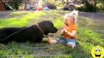 Funny Videos - Babies Laughing at Dogs - Cute dog & baby compilation