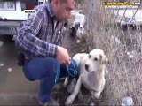 Yaralı Köpeğin Yardımına Koşan Güzel İnsan