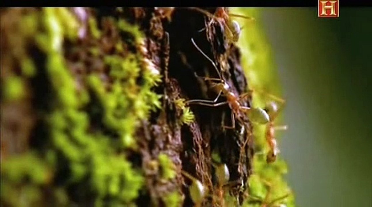 La antigua China - Raí­ces de la Agricultura