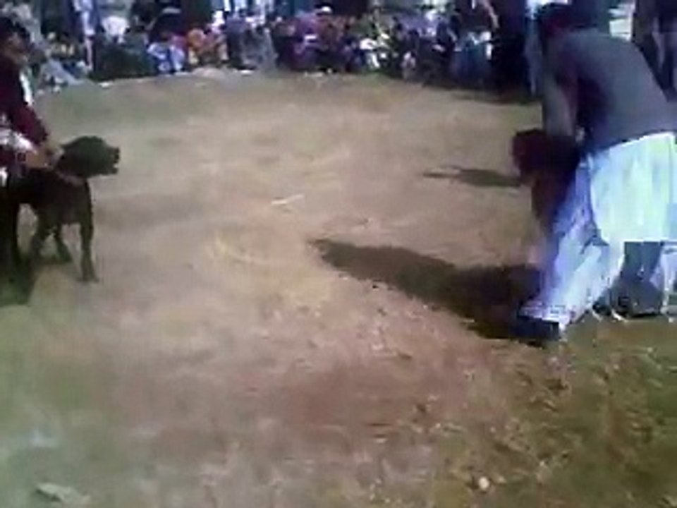 Dog fighting