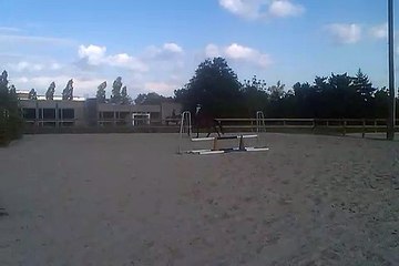 A vendre Jument 7 ans SF. Origine: bleuc blanc rouge/ urbain du monnai