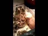 Bébé chats et bébé canards : meilleurs amis du monde!