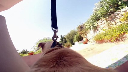 Download Video: Dans la peau d'un chien grâce à une GoPro : magique!