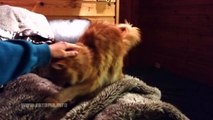 Maine Coon Video - Maine Coon Mia Loves Mommy