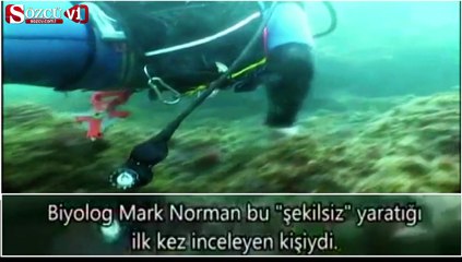 Bu canlı, tam 15 hayvanın şekline bürünüyor