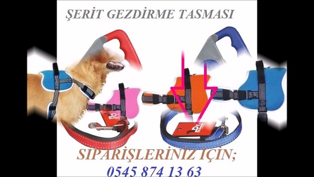 Köpek gezdirme tasması,gezdirme tasmaları ,gezdirme tasması fiyatı,gezdirme tasması fiyatları