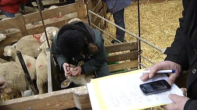 10èmes Ovinpiades des Jeunes Bergers - Finale Lorraine