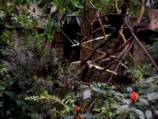 Singes biodome montreal