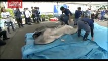 Un requin des profondeurs extrêmement rare retrouvé et filmé !