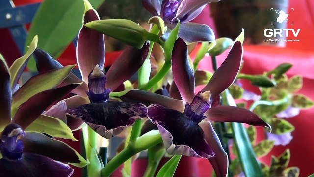 AVEYRON GRTV: salon de l'orchidée à Lanuejouls