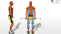 Workout Manager - Barbell Curls (Biceps Exercises)