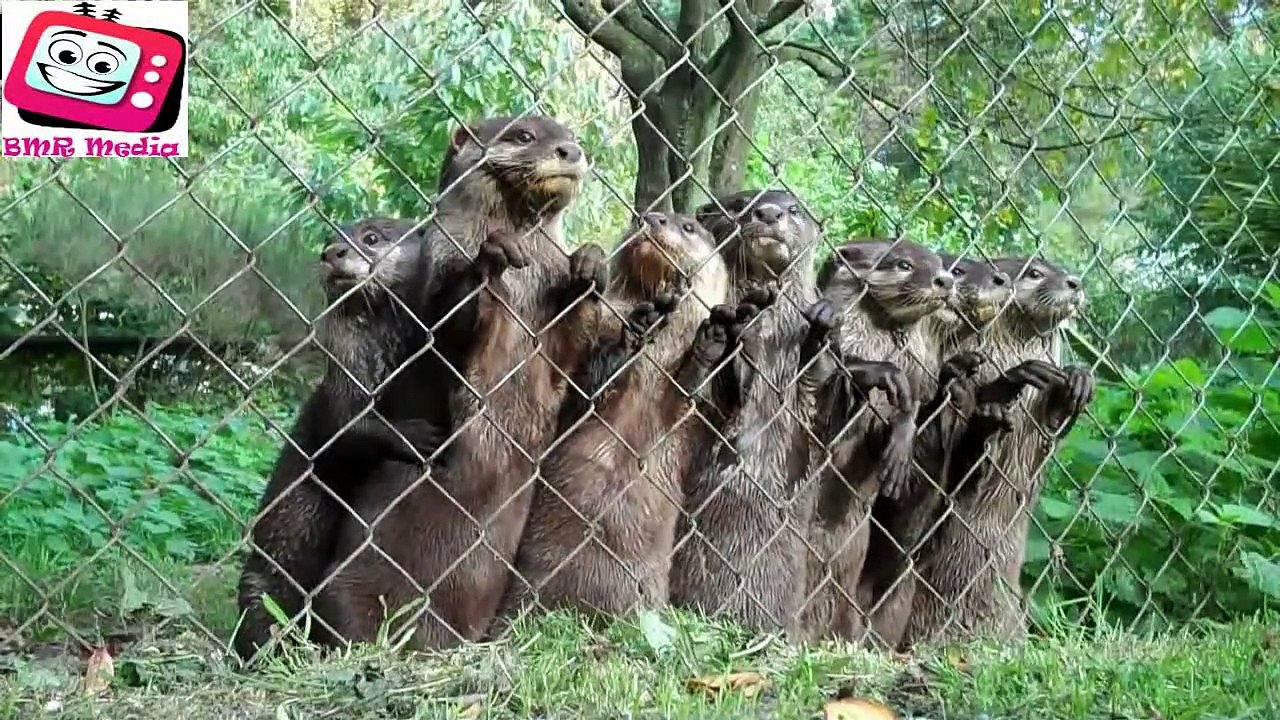 Funny Animals Compilation