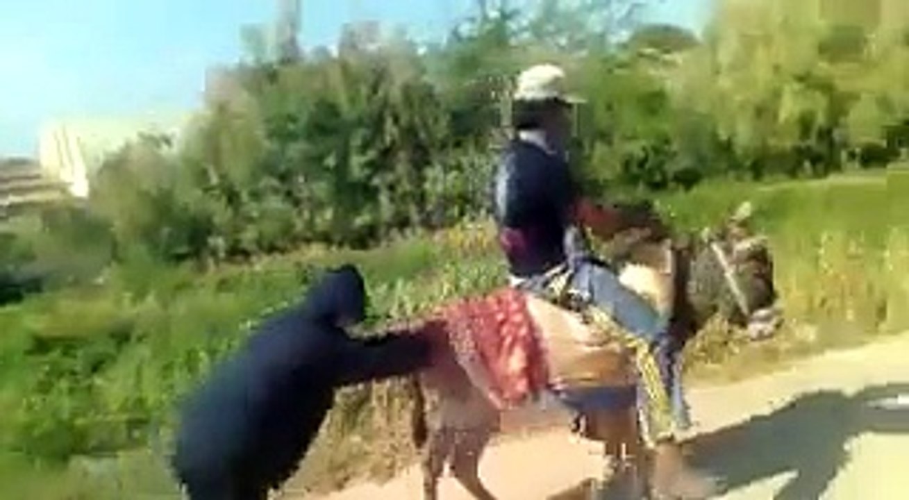 Donkey