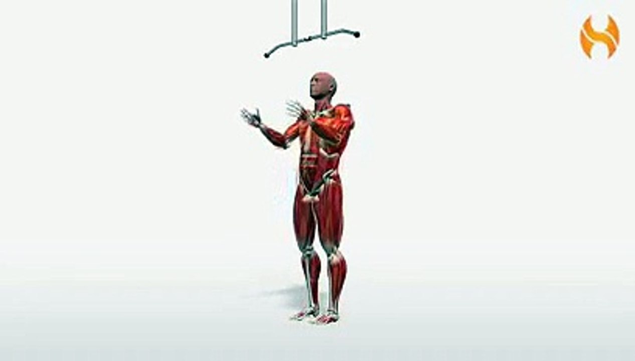 Workout Manager - Reverse Chin-Ups (Back Exercises)