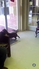 Un PitBull croisé avec un Teckel