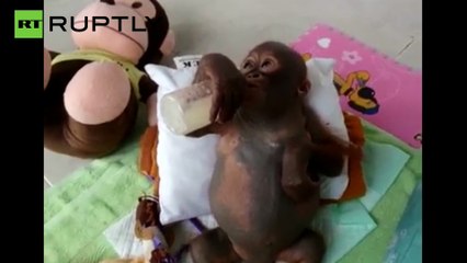 Este bebé orangután ha sobrevivido a meses de maltrato