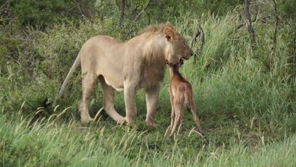 Un lion protège un gnou d'un autre félin