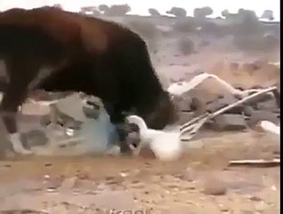 Gülmekten koptum _)) - haberinbizden