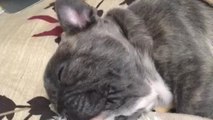 Adorable puppy blows cheek bubbles