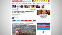 Dachshund/Pit Bull Mix Shelter Dog Becomes New Internet Star