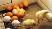 Baby Chicks Think Left For Lower Numbers, Right for Higher Like Humans