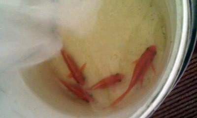 Goldfish At Fish Aquarium World