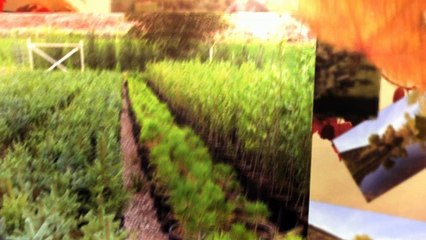 McCoy Tree Farms INC (970) 361-3702