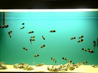Tropheus  fish tank aquarium