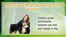 How To Train A Puppy | How To Train A Dog | Training A Puppy