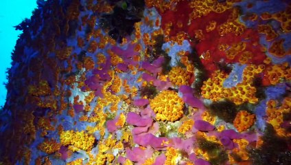 plongée Sardaigne 2014