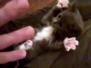 Amazing and cute kitten defends himself