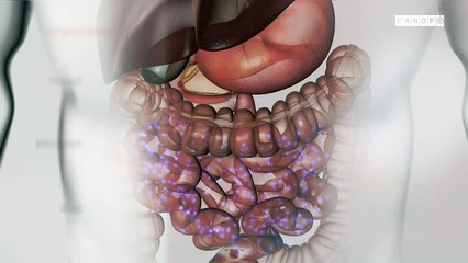 Le voyage du sucre dans l'organisme
