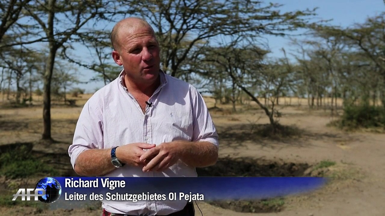 Rhino-Leihmütter sollen Nashorn vorm Aussterben retten