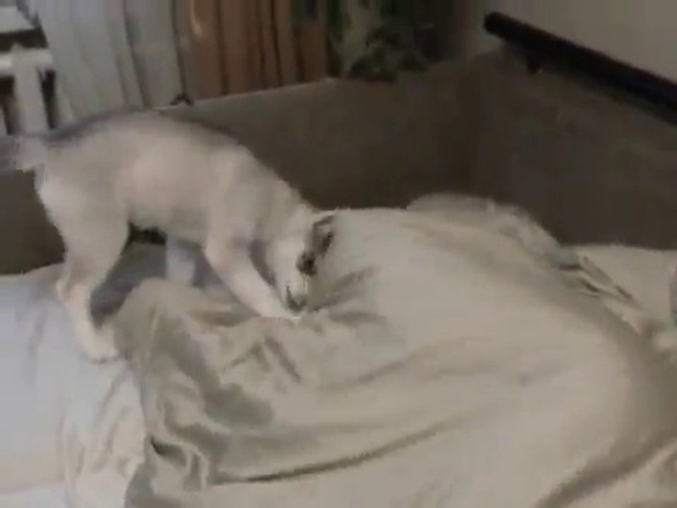 Cute Hachiko puppy wakes kid