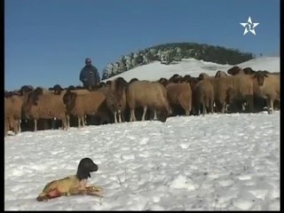 معاناة الرعاة الرحل مع الثلوج بإفران