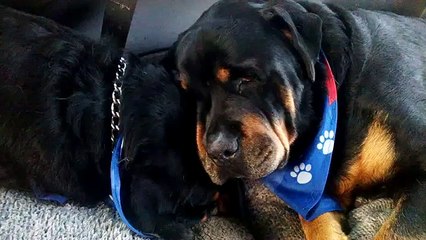Un rottweiler pleure la mort de son frère...