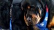 Perro Rottweiler llora por la muerte de su hermano y no se separa de él
