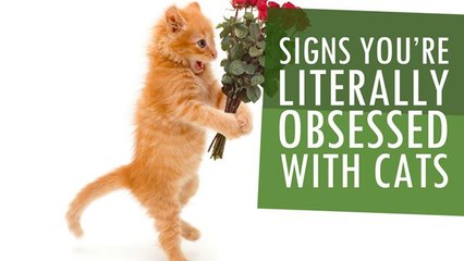 How To Tell You're Going To Be A Crazy Cat Lady