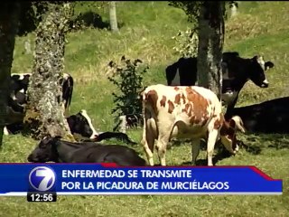 Rabia paralítica bovina tiene en alerta al SENASA
