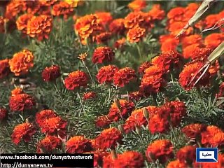 Colourful flowers beautify Karachi roads