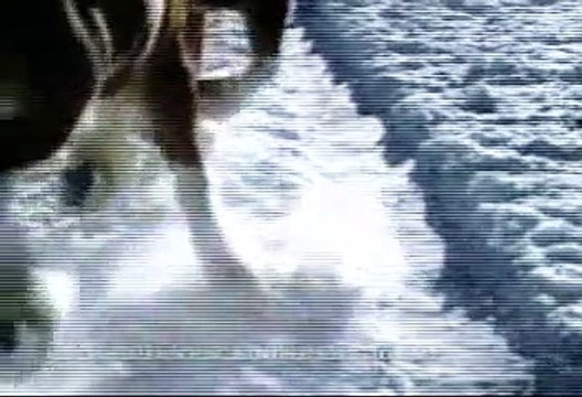 Banned Commercials - Budweiser 2003 Super Bowl (Low)