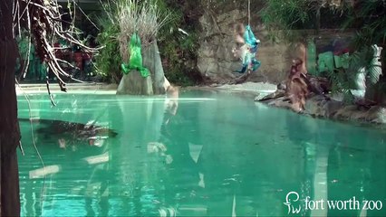 Cocodrilo adivina ganador del Super Bowl