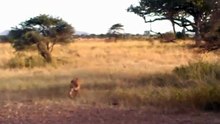animal lion