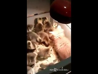 The Kitten & The Ducklings