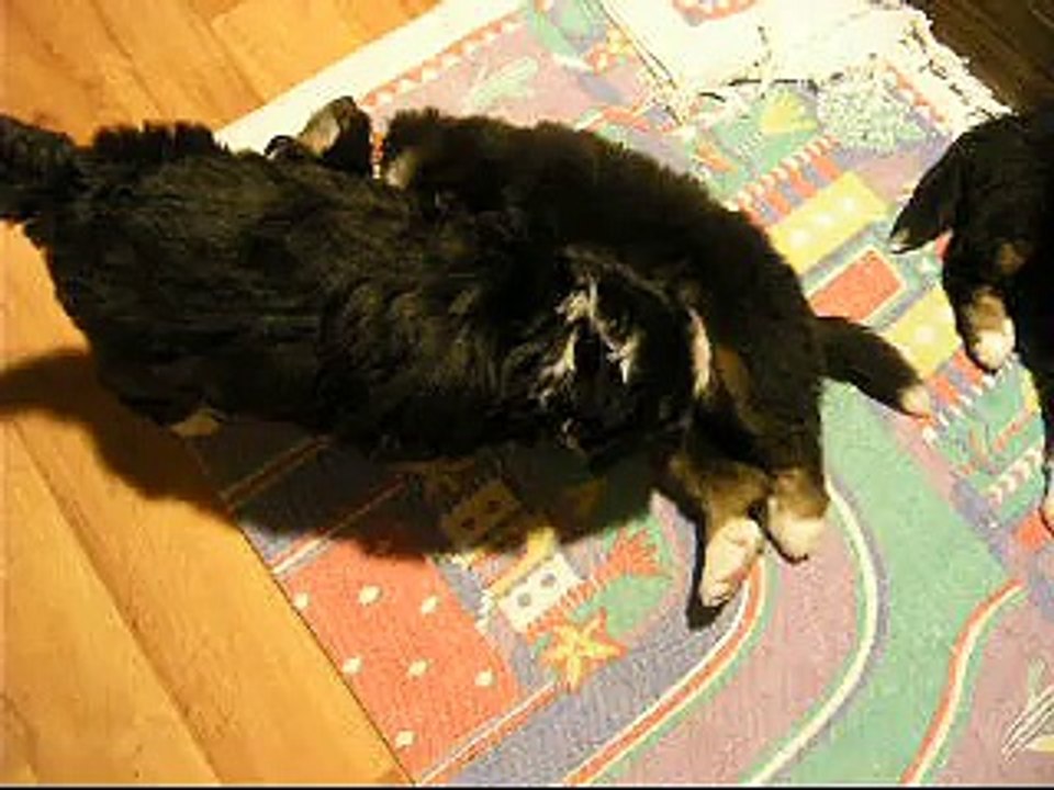 29 janv femelle mauve et mâle orange